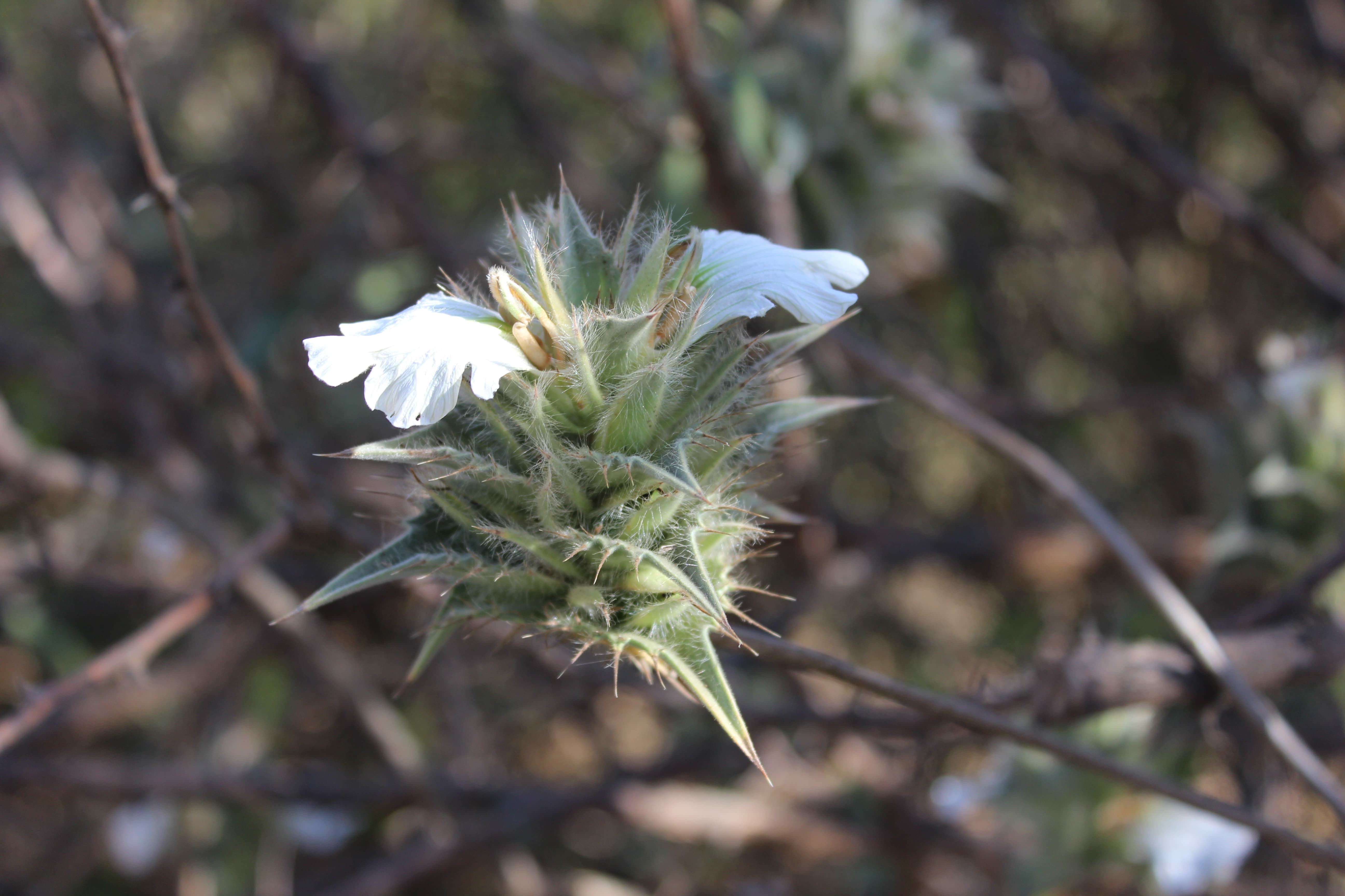 Plant Image